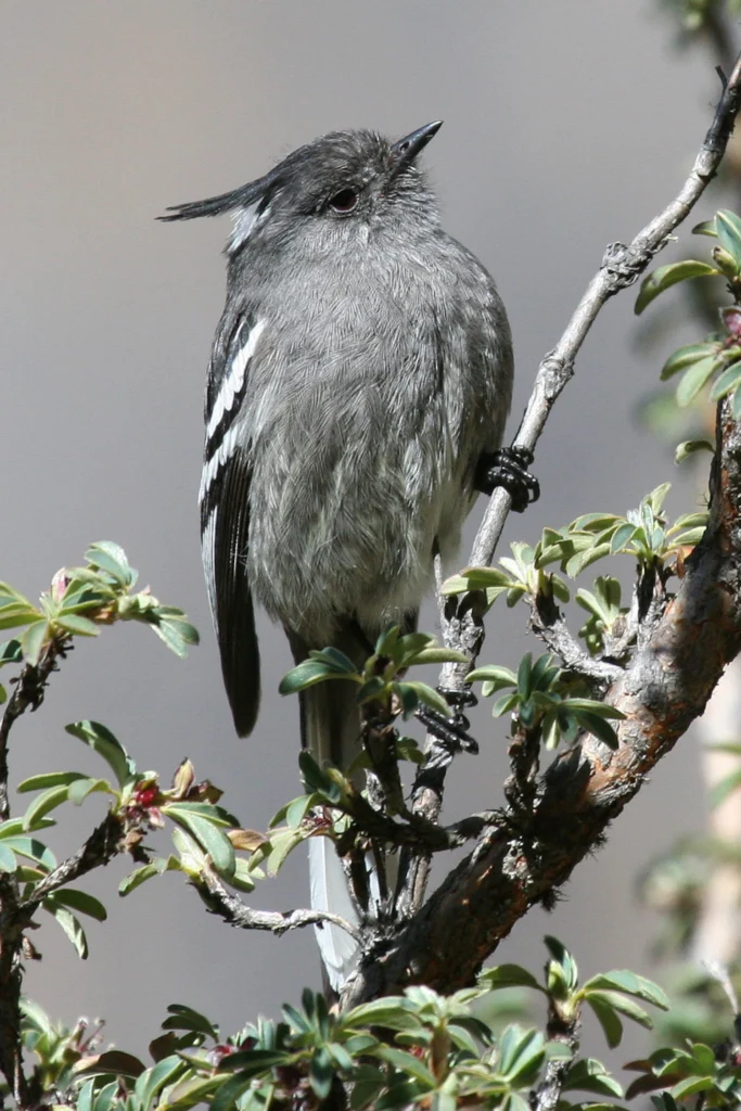 Ash-breasted Tit-Tyrant. Photo by Fabrice Schmitt.