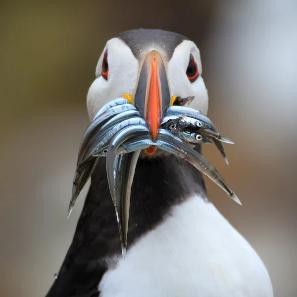 Atlantic Puffin with fish by Mark Caunt / Shutterstock