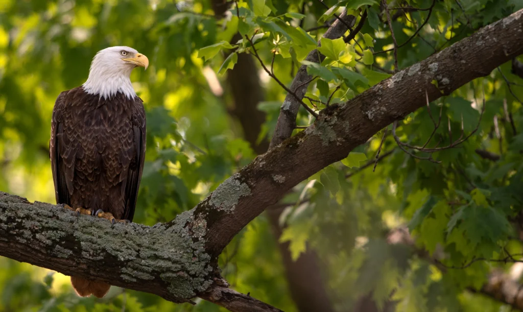 Bald Eagle perched in tree. Photo by Kaleb Friend.