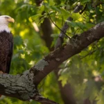 Bald Eagle perched in tree. Photo by Kaleb Friend.