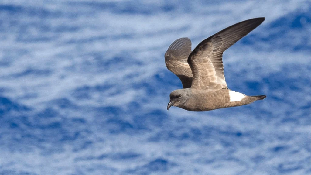 Hawaiian Electric Co. and Maui County Face Lawsuit to Protect Imperiled Hawaiian Seabirds 