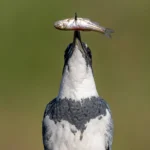 A Belted Kingfisher in Florida. Photo by Harry Collins/Shutterstock.