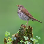 Bicknell's Thrush on tree stump. Photo by Jacob Spendelow.