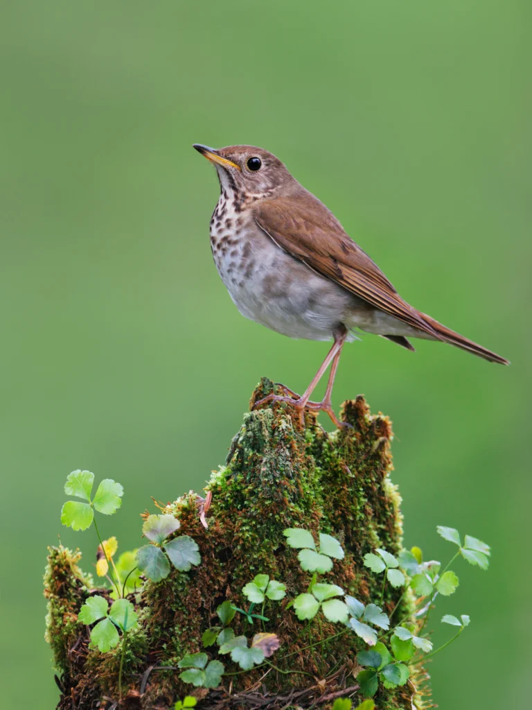 Bicknell's Thrush on tree stump. Photo by Jacob Spendelow.