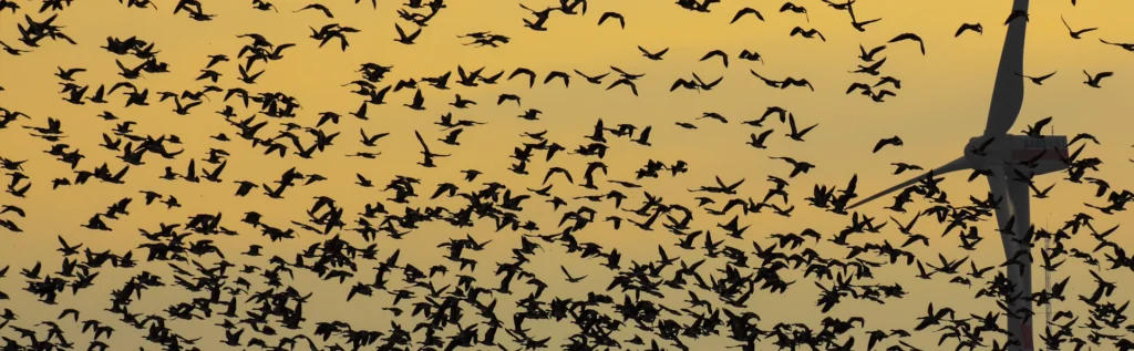 A huge flock of birds flying with a wind turbine to the side.