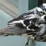 These Seven Bird Species are Most Likely to Collide with Windows