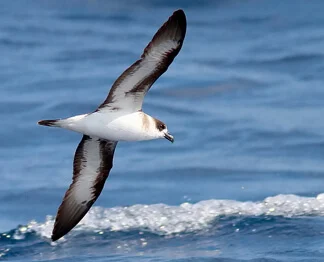 Outer Banks Study Demystifies Caribbean-Nesting Seabird