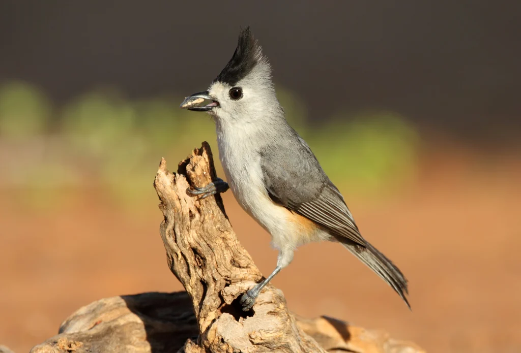 Black-crested Titmouse with seed in beak. Photo by Brian Lasenby, Shutterstock.