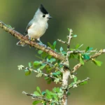Black-crested Titmouse perched on branch. Photo by Nagel Photography, Shutterstock.