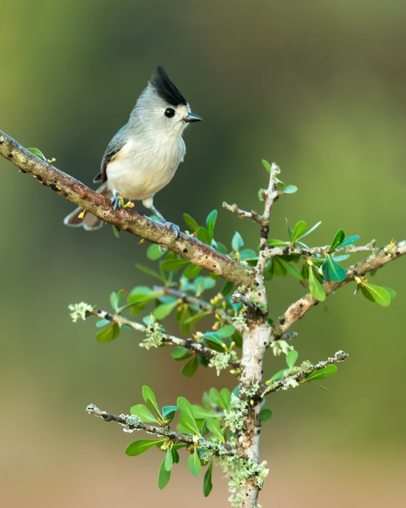 Black-crested Titmouse perched on branch. Photo by Nagel Photography, Shutterstock.