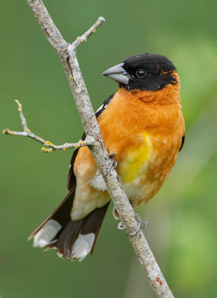 Black-headed Grosbeak. Photo by punkbirdr, Shutterstock.