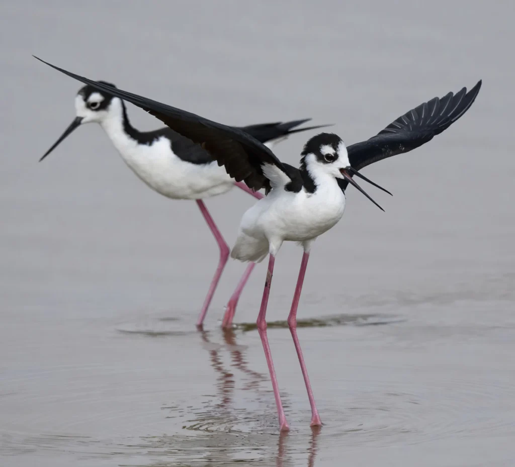 Black-necked Stilt with wings up. Photo by Owen Deutsch.