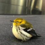 New Study Confirms Building Collisions Kill Over One Billion Birds Annually in U.S.