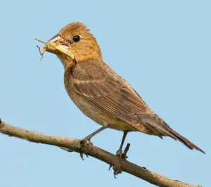 Female Blue Grosbeak with insect in beak. Photo by Brian E Kushner, Shutterstock.
