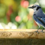 Your Backyard Can Be a Buffet for Birds… but You Need To Be a Good Caterer!
