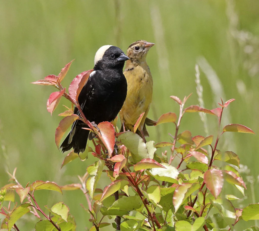 Bobolink Pair. Photo by MTKhaled mahmud/Shutterstock.