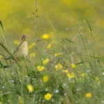 A female Bobolink among grasses in a field.