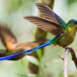 Violet-tailed Sylph by Owen Deutsch, owendeutsch.com