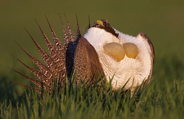 Greater Sage Grouse. Photo by Tom Reichner/Shutterstock.