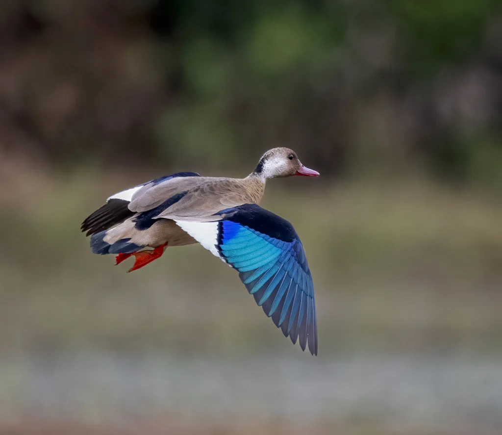 Brazilian Teal in flight. Photo by Owen Deutsch.