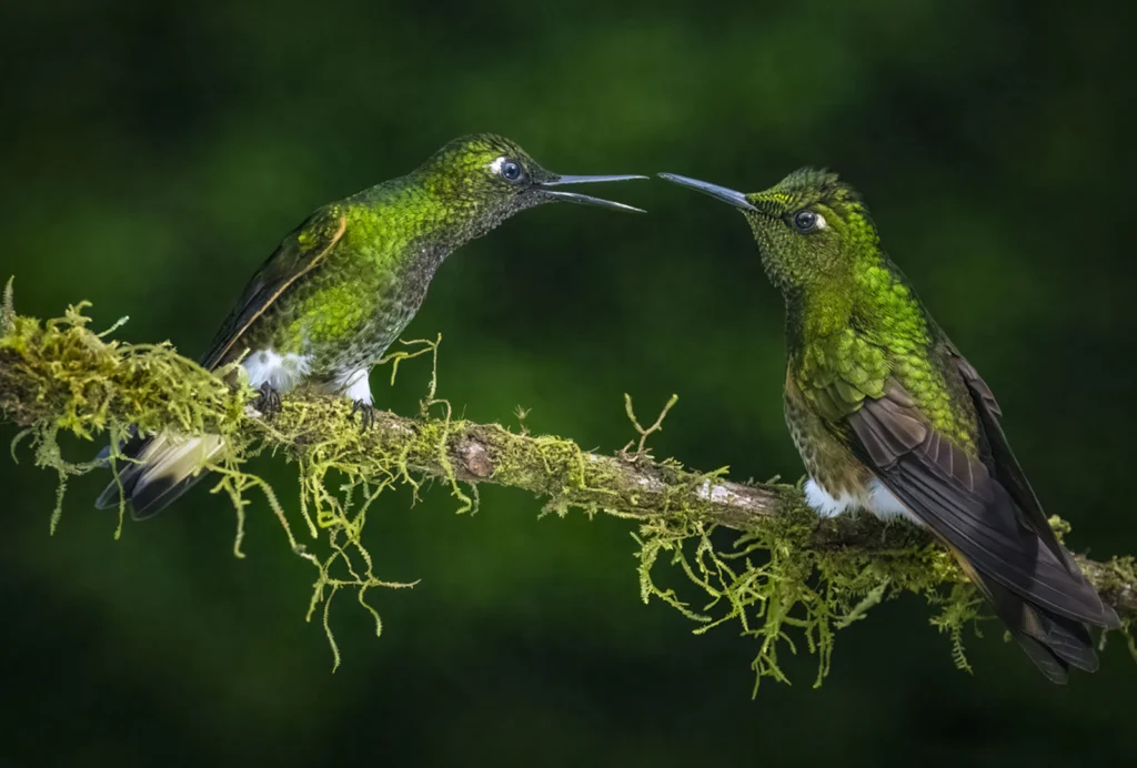 Buff-tailed Coronets on a thin branch. Photo by Owen Deutsch.