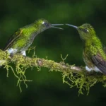 Buff-tailed Coronets on a thin branch. Photo by Owen Deutsch.