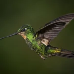 Buff-winged Starfrontlet in flight. Photo by Owen Deutsch.