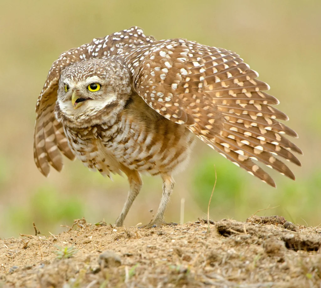 Burrowing Owl in defensive posture. Photo by Agnieszka Bacal, Shutterstock.