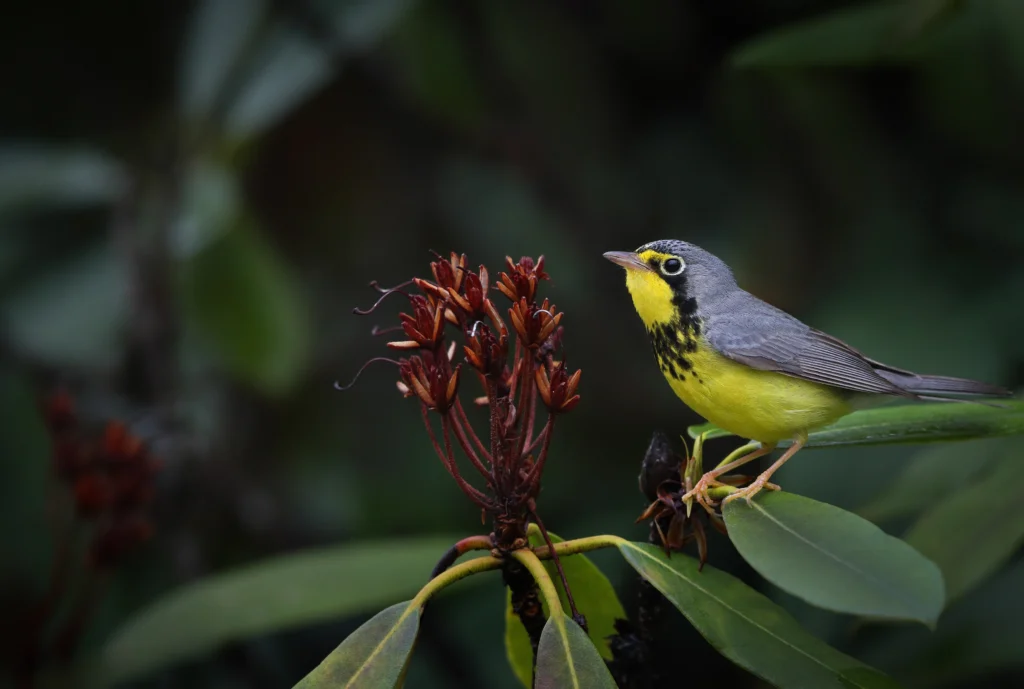 Canada Warbler. Photo by Joshua Galicki.