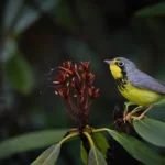 Canada Warbler. Photo by Joshua Galicki.