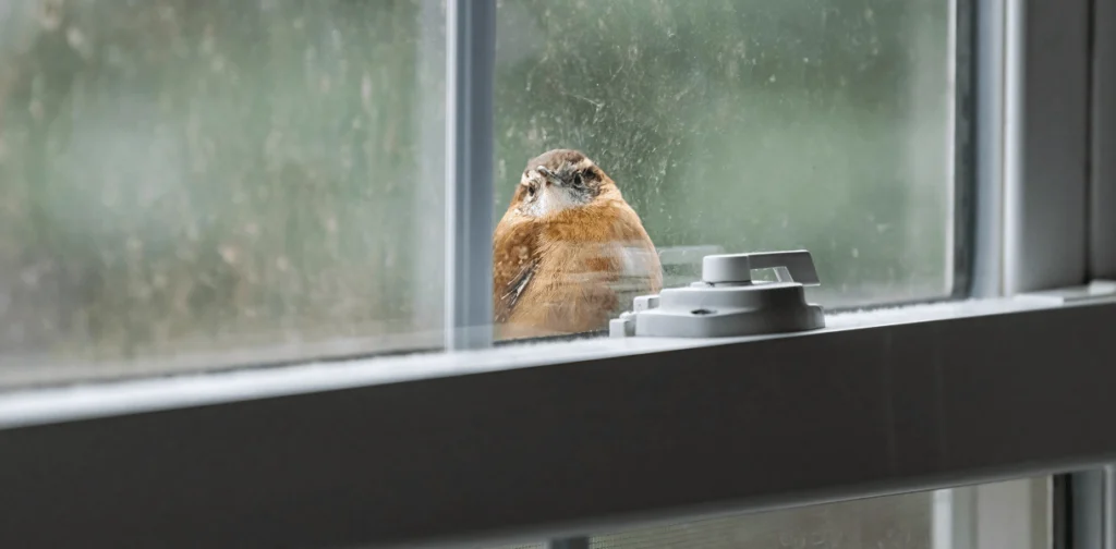 Lake County, Illinois Rules That Homes Must Prevent Bird Collisions – A National First