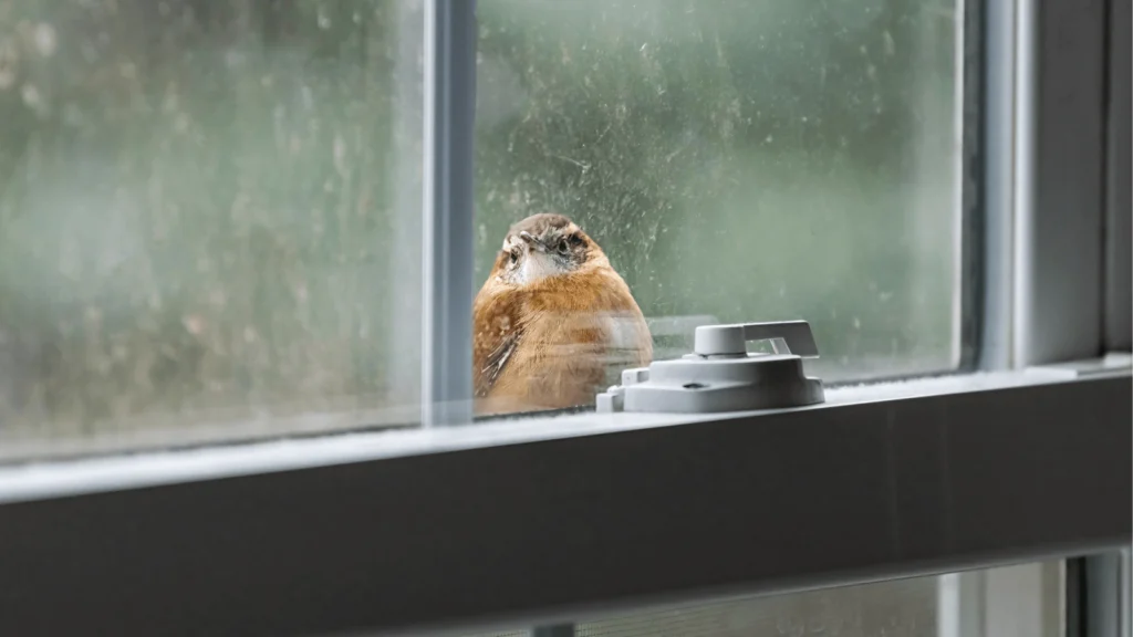 How Much Does Bird-Friendly Glass Actually Cost?