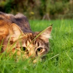 Domestic Cats Kill 7 Million Birds in Colombia Each Year, According to First-of-its-Kind Study