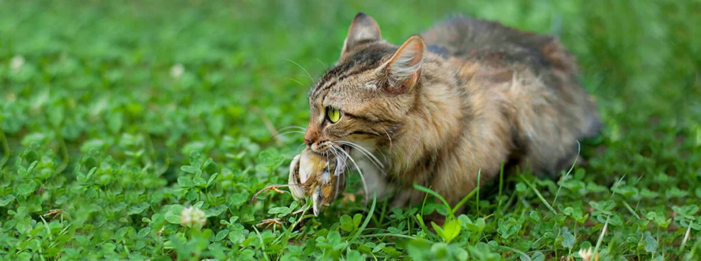 It's Time to Treat Cats Like Dogs