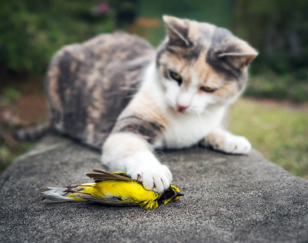 Cat with Hooded Warbler under paw. Photo by forestpath, Shutterstock.