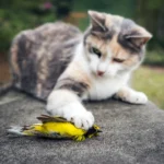 Cat with Hooded Warbler under paw. Photo by forestpath, Shutterstock.