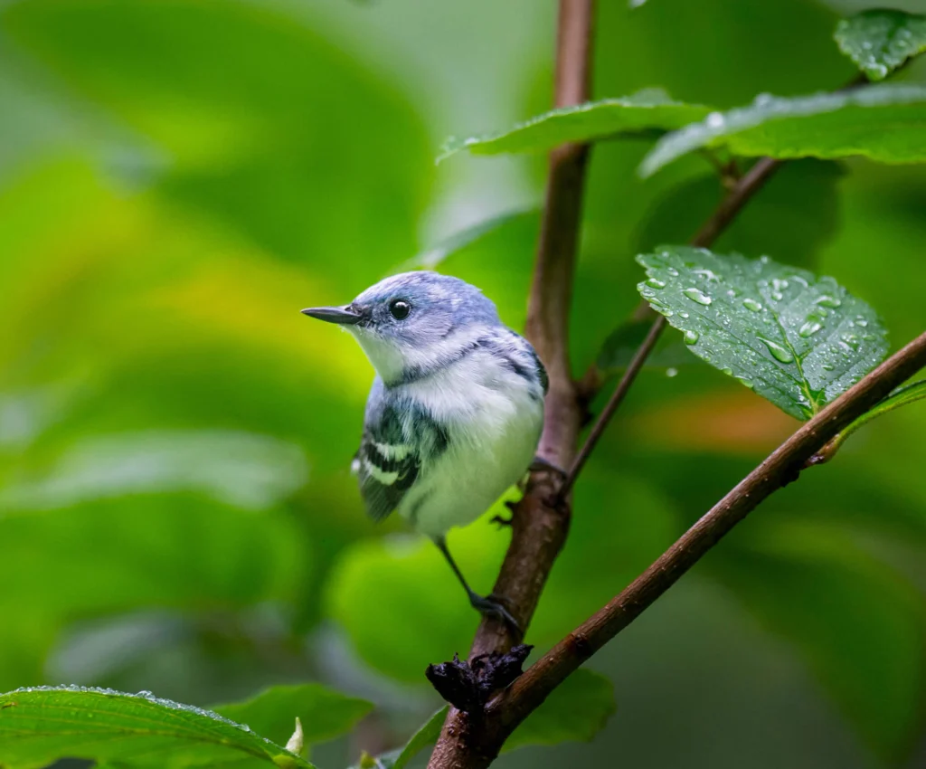 A bright blue Cerulean Warbler perched on a branch of rain covered leaves in soft overcast light. Photo by Ray Hennessy