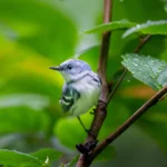 A bright blue Cerulean Warbler perched on a branch of rain covered leaves in soft overcast light. Photo by Ray Hennessy