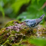 Cerulean Warbler. Photo by Ray Hennessy, Shutterstock.