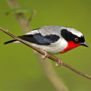 A Splash of Hope: Cherry-throated Tanager Gets New Protected Area in Bid to Dodge Extinction