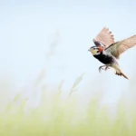 A Chestnut-collared Longspur in flight above a field of grasses.