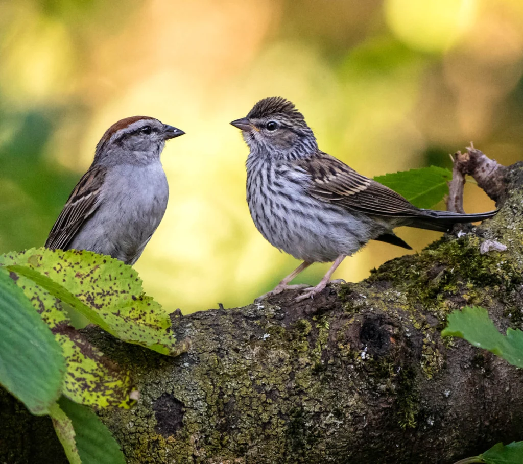 Chipping Sparrows adult (left) and juvenile (right). Photo by Owen Deutsch, OwenDeutsch.com.