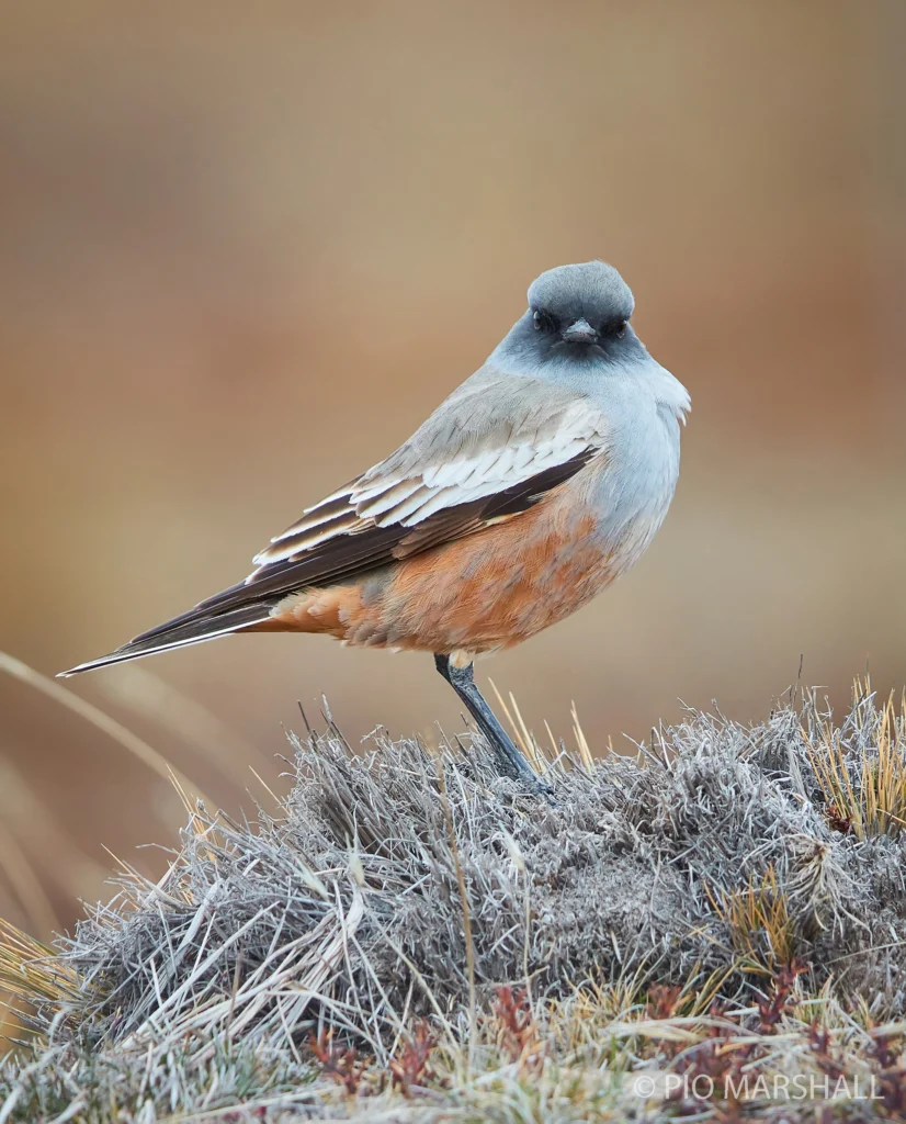 Chocolate-vented Tyrant. Photo by Pio Marshall, Macaulay Library at the Cornell Lab of Ornithology.