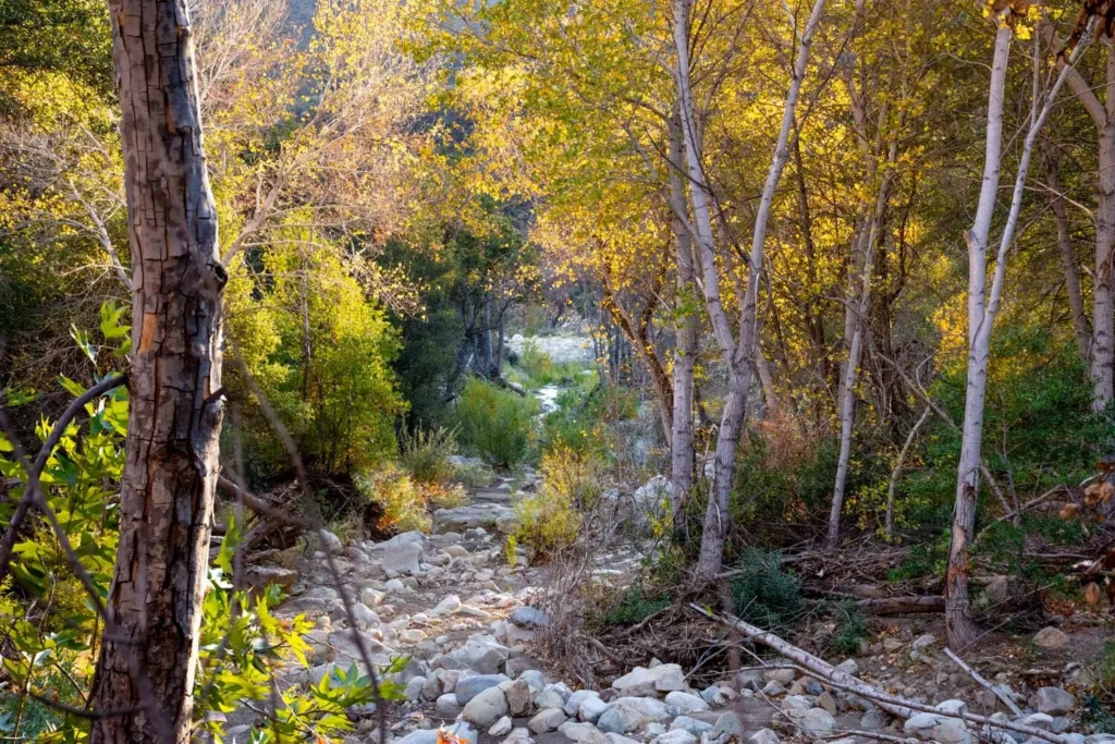 Cottonwoods Forest in the Fall with yellow leaves along a riverbank. Photo by Bryant Baker.