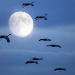 Cranes flying at night. Photo by Richard Susanto, Shutterstock.