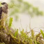 Bird Conservation Successes in a Milestone Year