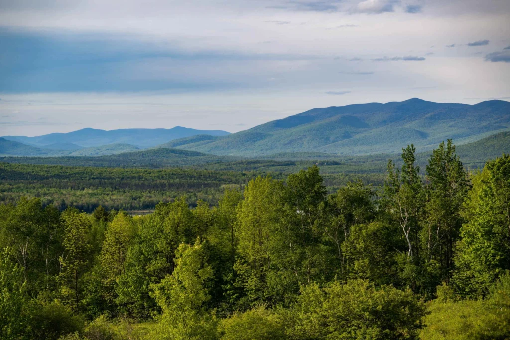The lush montane cloud forests of the Andes host incredible biodiversity, from range-restricted species like the Cundinamarca Antpitta to nonbreeding migratory birds like the Blackburnian Warbler.