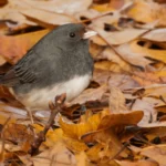 How to Help Birds During Fall Migration