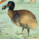 Six Extinct Birds Whose Fame Lives On: The Dodo, Passenger Pigeon, and More
