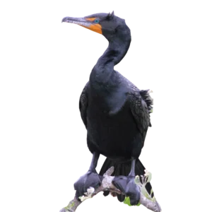 Double-crested Cormorant. Photo by Greg Homel, Natural Elements Productions